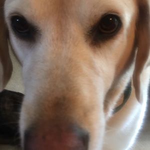 Meet your Posher, Robbin